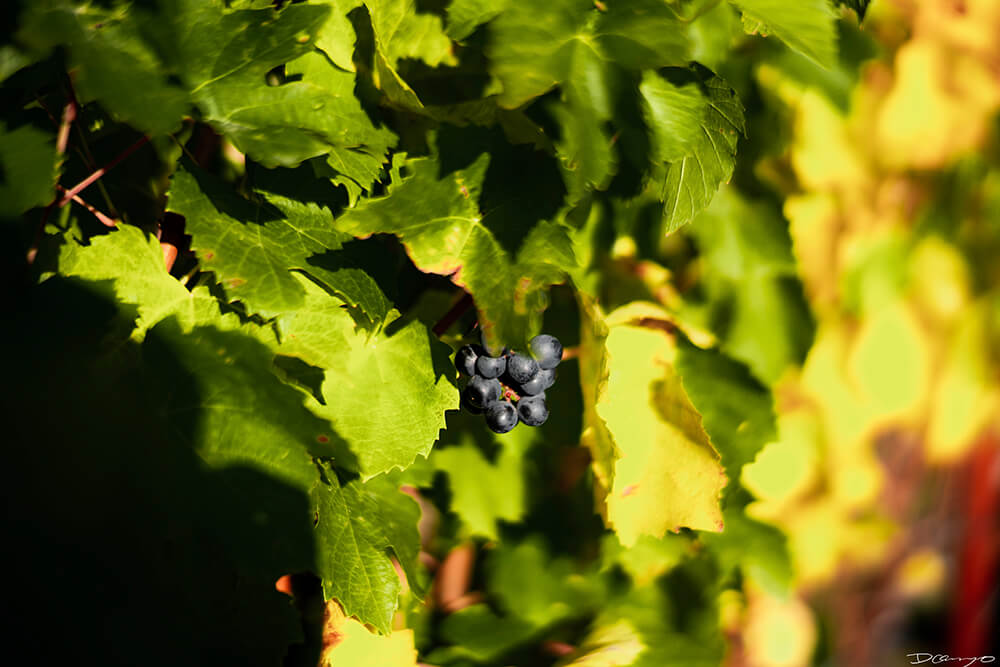 Photos with Communique Wines in McMinville, Oregon, in the Fall of 2020.
